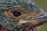 Portrait of young roller mlada zlatovranka_MG_9784-11.jpg