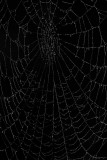 Spider web pajkova mrea_MG_5616-11.jpg