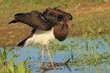 Black stork Ciconia nigra črna �torklja_MG_5001-111.jpg