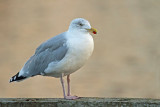 Herring gull Larus argentatus srebrni galeb_MG_4833-11.jpg