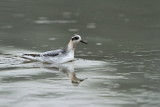 Red phalarope Phalaropus fulicarius ploskokljuni liskono�ec_MG_6525-11.jpg