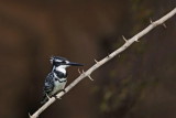 Pied kingfisher Ceryle rudis črnobeli pasat_MG_90811-11.jpg