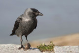 Jackdaw with nut kavka z orehom_MG_6226-11.jpg