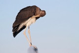 Black stork Ciconia nigra črna �torklja_MG_5145-111.jpg