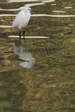 Little egret  Egretta garzetta mala bela čaplja_MG_7194-11.jpg