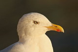 Herring gull Larus argentatus srebrni galeb_MG_4799-11.jpg