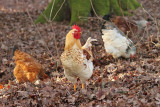 Cock and hens petelin in kokoi_MG_9113-11.jpg