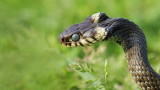 Grass snake Natrix natrix belouka_MG_8702-111.jpg