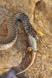 Balkan whip snake with lizard belica s kučarico_MG_0704-11.jpg