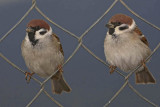 sparrows_passer_vrabci