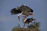 White stork Ciconia ciconia bela torklja_MG_1675-1.jpg