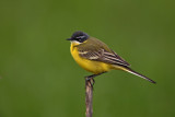 Yellow wagtail Motacilla flava rumena pastirica_MG_1298-1.jpg