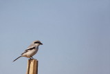 Southern grey shrike Lanius meridionalis aucheri juni veliki srakoper_MG_4687-1.jpg