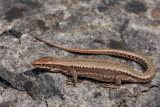 Common wall lizard Podarcis muralis pozidna kuarica_MG_2985-1.jpg