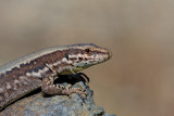 Common wall lizard-female Podarcis muralis pozidna kuarica_MG_8451-11.jpg