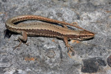 Common wall lizard-male Podarcis muralis pozidna kuarica_MG_3041-1.jpg