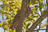 Long-eared owl Asio otus mala uharica_MG_5264-11.jpg
