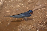 Barn swallow Hirundo rustica kmečka lastovka_MG_5053-1.jpg