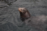 California sea lion Zalophus californianus_MG_4864-1.jpg