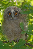 Young Long-eared owl mladi male uharice_MG_5291-1.jpg