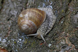 Roman snail Helix pomatia veliki vrtni pol_MG_6192-1.jpg