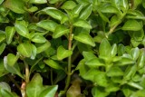 Marsh purslane Ludwigia palustris movirska ludvigija_MG_6589-1.jpg