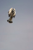 Pied kingfisher Ceryle rudis črnobeli pasat_MG_9614-1.jpg