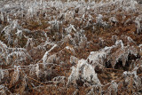 Fern in winter praprot pozimi_MG_0964-1.jpg