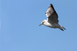 Black-headed gull Larus ridibundus reni galeb_MG_2489-1.jpg