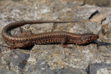 Common wall lizard-male Podarcis muralis pozidna kuarica_MG_2929-1.jpg