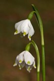 Spring snowflakes Leucojum vernum veliki zvonek_MG_4163-1.jpg
