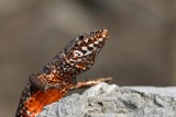 Common wall lizard Podarcis muralis pozidna kuarica_MG_2941-1.jpg