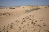 Desert_MG_4402-1.jpg