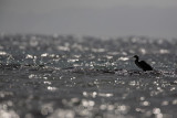Great cormorant Phalacrocorax carbo veliki kormoran_MG_4421-1.jpg