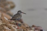 Common redshank Tringa totanus rdeenogi martinec_MG_4895-1.jpg