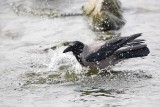 Hooded crow bathing Corvus cornix siva vrana se kopa_MG_9518-1.jpg