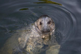 Grey seal Halichoerus grypus stoastoglavi tjulenj_MG_9624-1.jpg