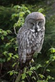 Great gray owl Strix nebulosa  bradata sova_MG_9608-1.jpg