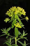 Swamp spurge Euphorbia palustris movirski mleek_MG_0300-1.jpg