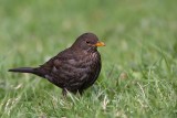 Blackbird Turdus merula kos_MG_9959-1.jpg