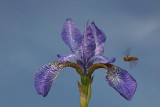 Siberian iris Iris sibirica sibirska perunika_MG_0407-1.jpg