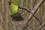 Blackbird Turdus merula kos_MG_8951-1.jpg