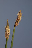 Common spike rush Eleocharis palustris movirska sita_MG_4971-1.jpg