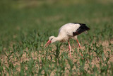 White stork Ciconia ciconia bela torklja_MG_4918-1.jpg