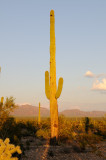 Saguaro