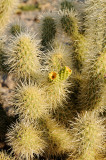 Chollar Cactus