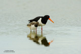 Oystercatcher with Chick