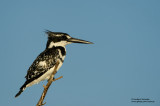 Pied Kingfisher