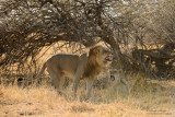 Savuti Lion