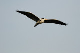 Grey Heron in Flight